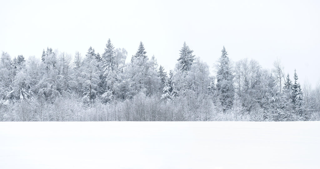 Winter Stillness, wallpaper mural, snow-laden trees stretch across a quiet winter horizon, creating a serene and airy