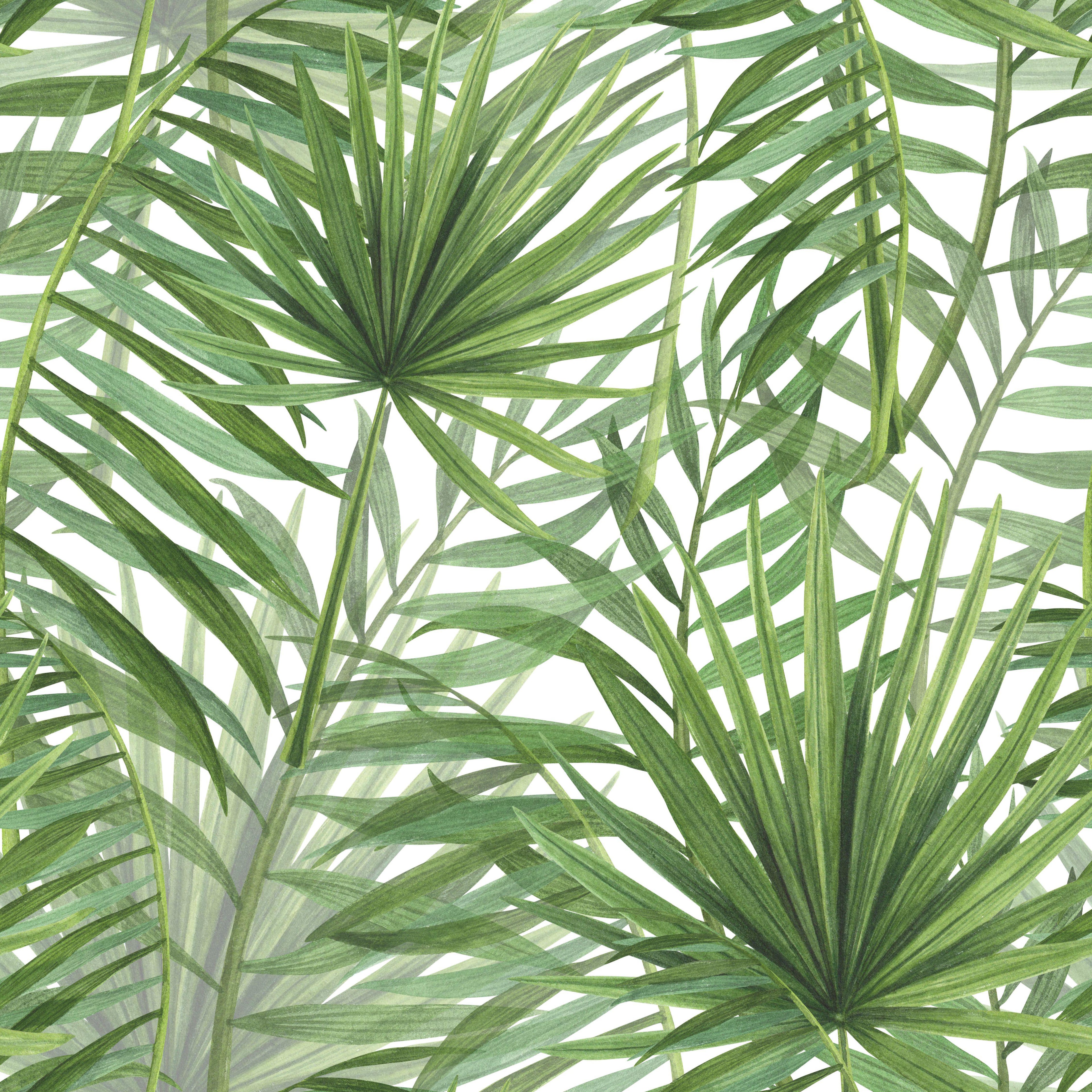 Palm Canopy