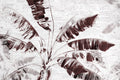Crimson Leaves