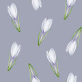 Crocus Calm