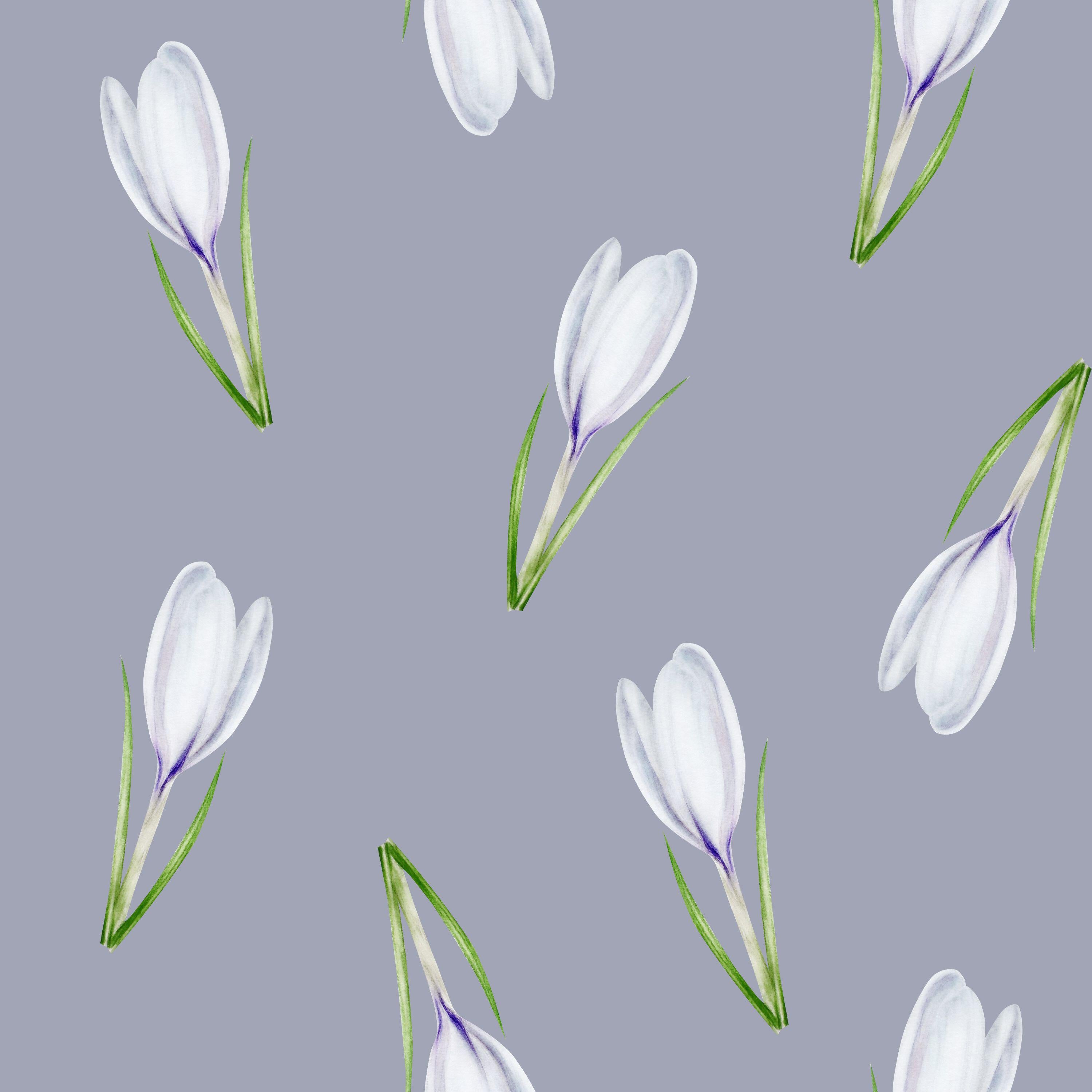 Crocus Calm