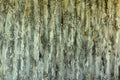 Mossy Patina Wallpaper
