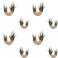 Desert Planters