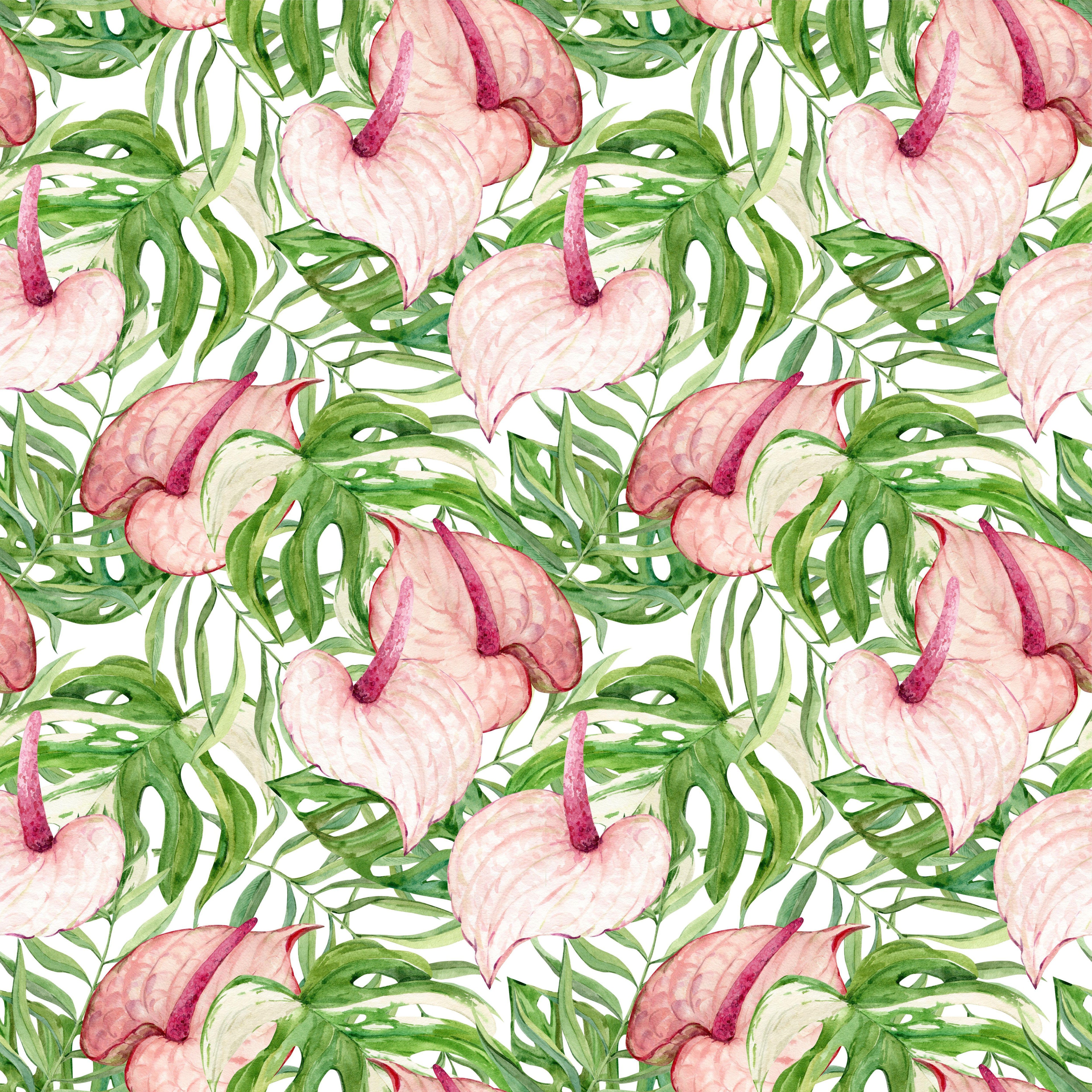 Blush Anthurium