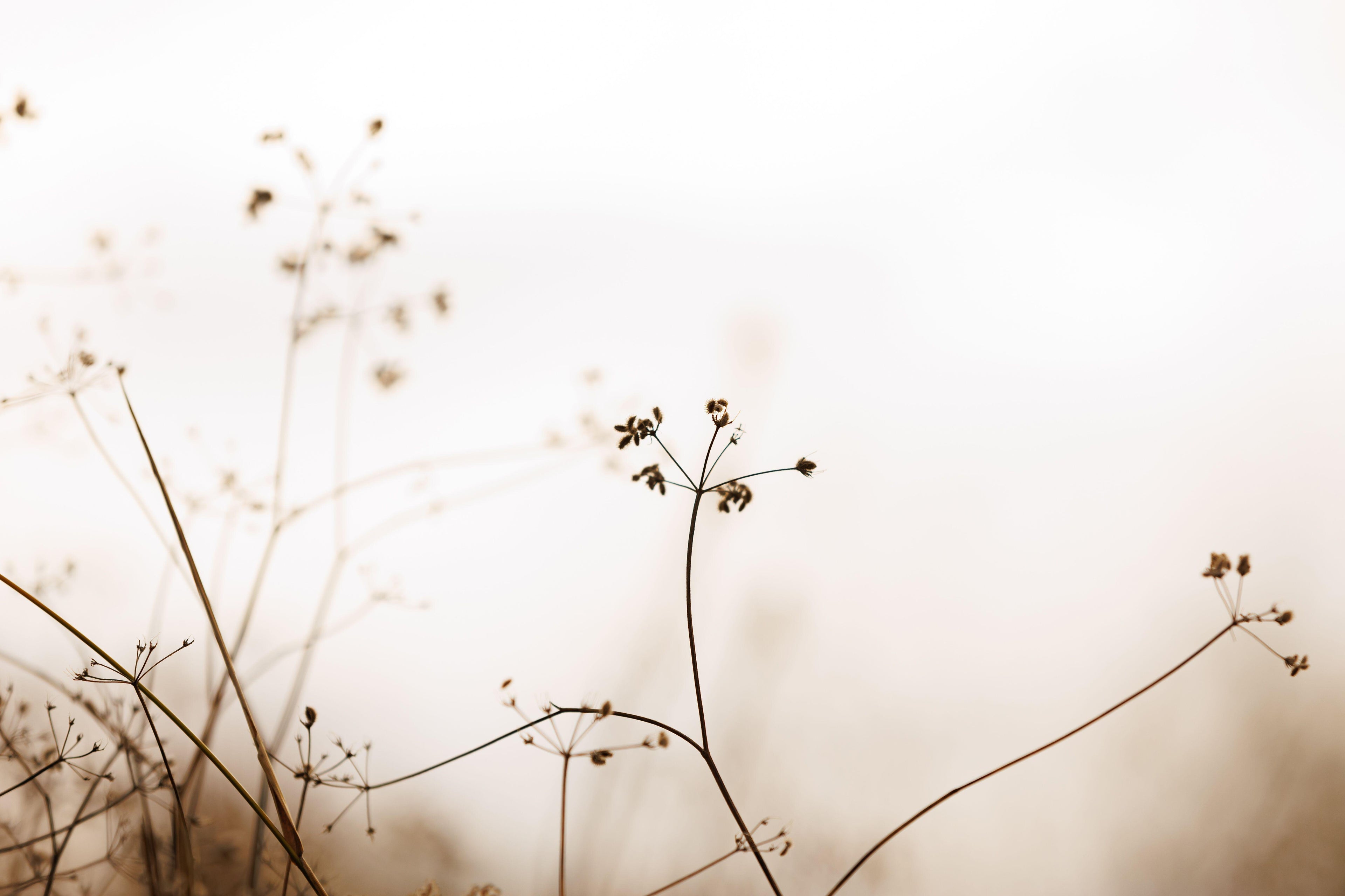 Meadow Seedhead wallpaper with dried grasses in sepia