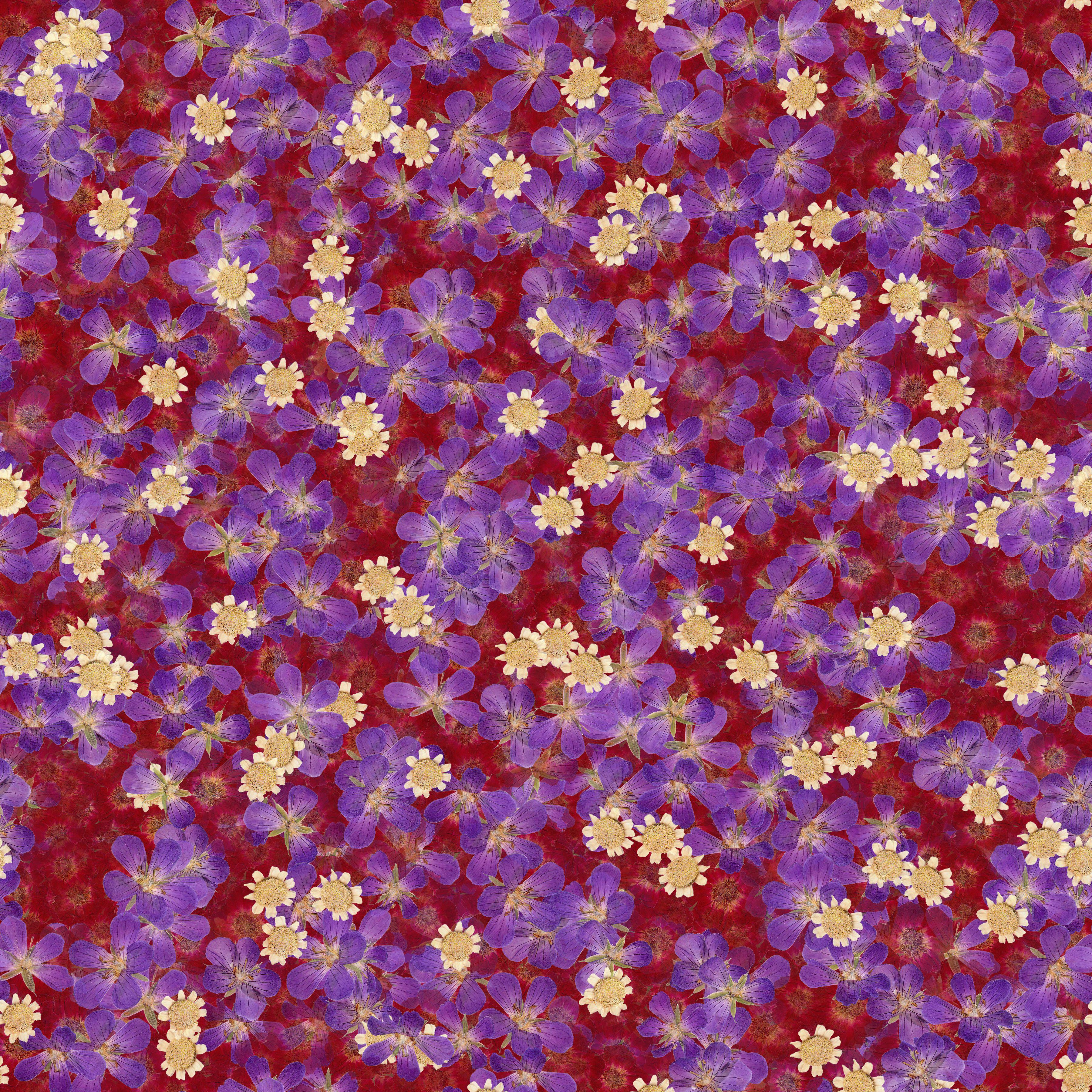 Violet Meadow