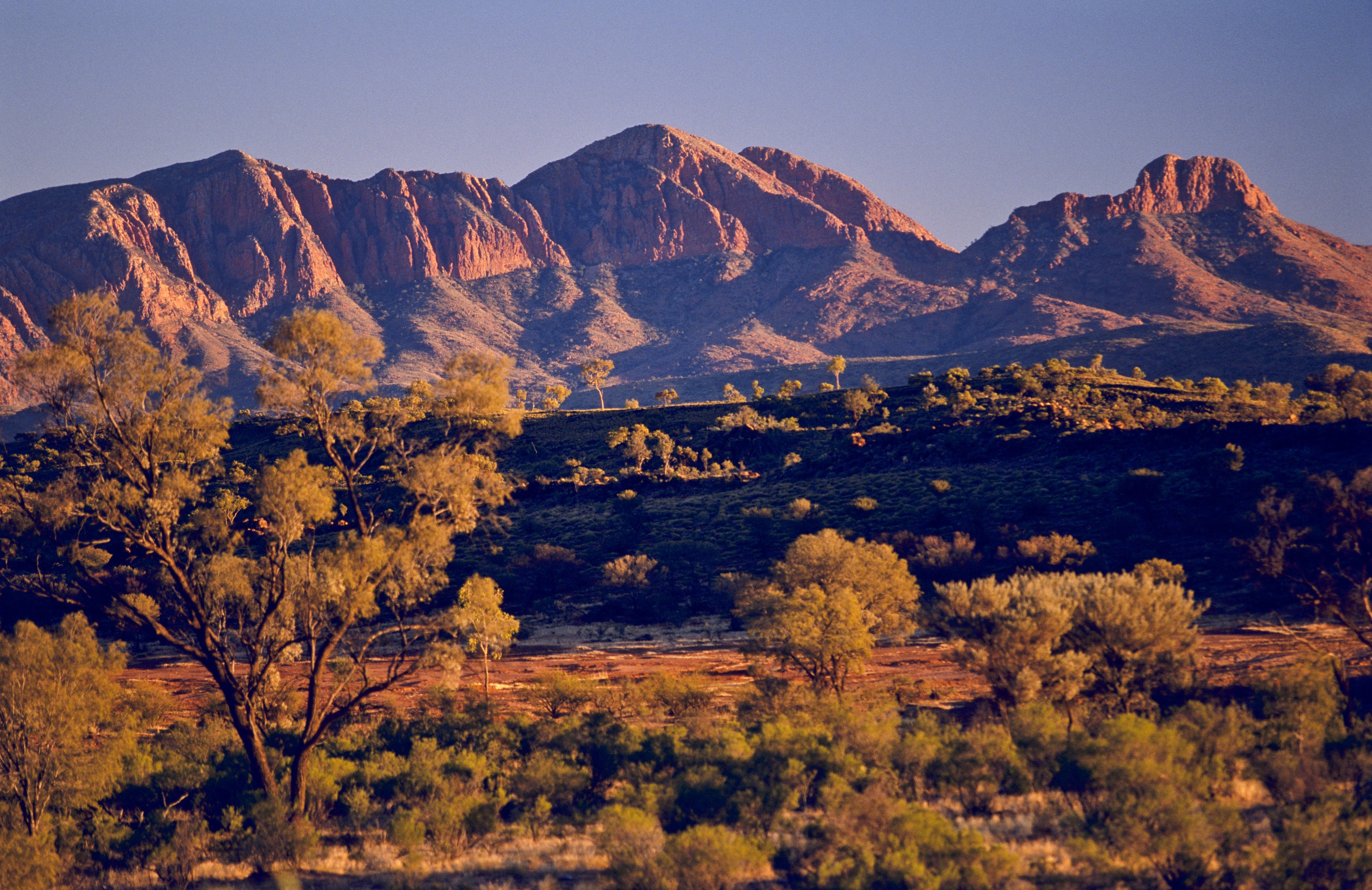 Desert Majesty