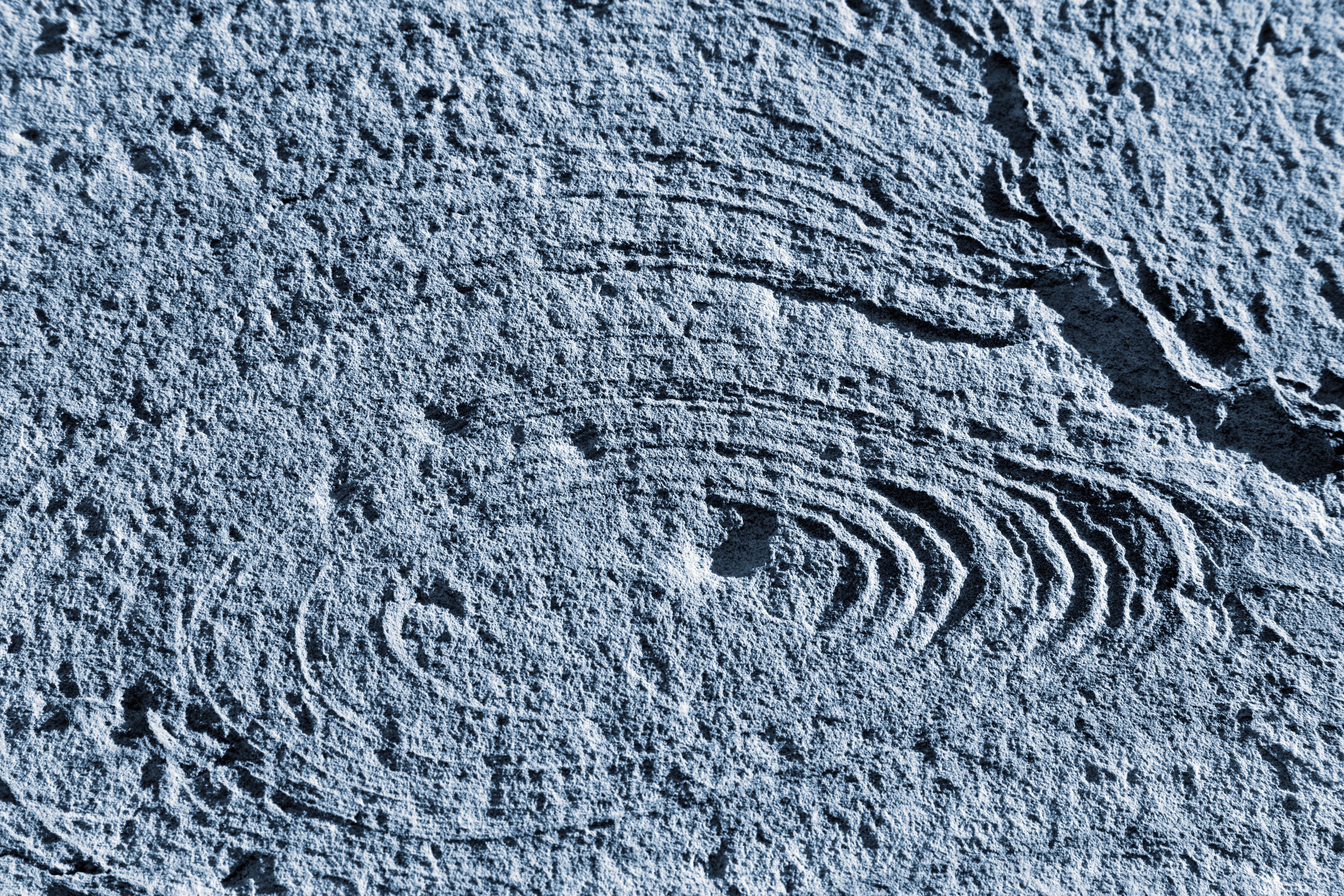 Coastal Fossil