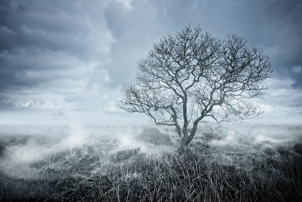 Silent Moor, wallpaper mural, a lone tree stands against drifting mist and stormy skies, creating a hauntingly beautiful
