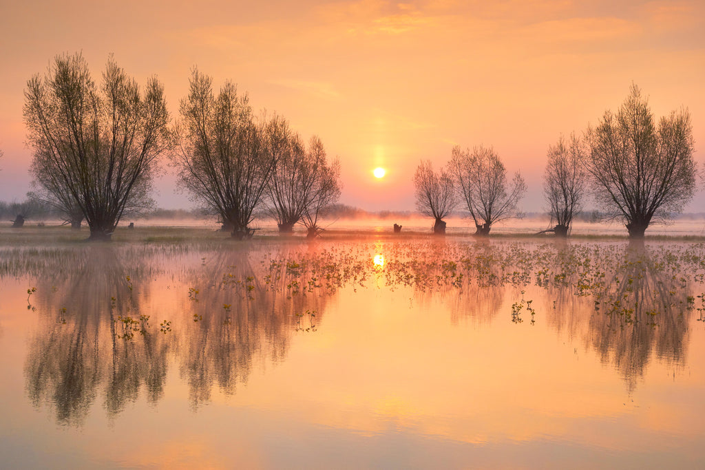Golden Stillness, wallpaper mural, soft sunrise light reflects across still water, framing delicate trees in warm harmony