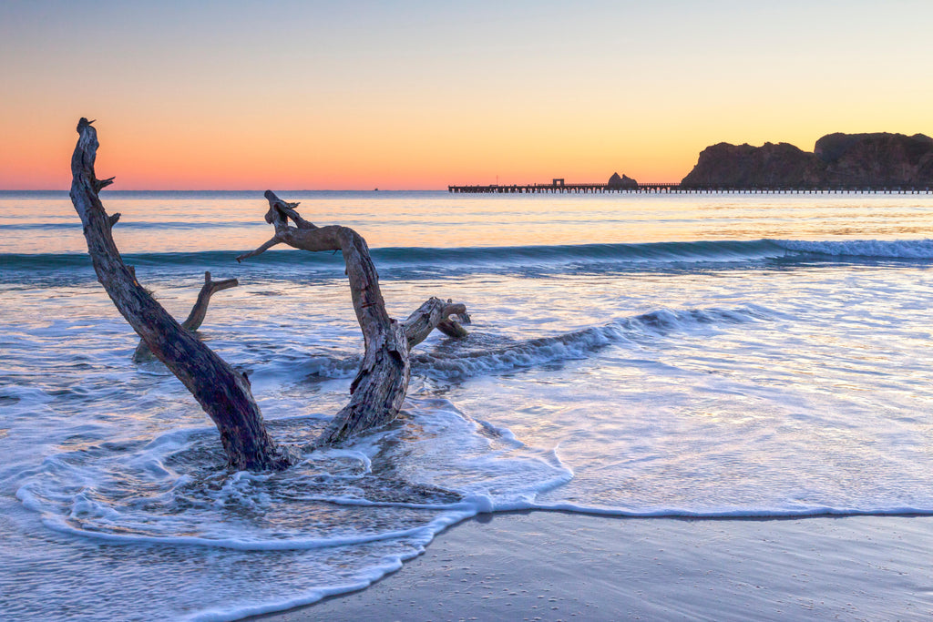 Coastal Drift, wallpaper mural, gentle waves surround sculpted driftwood beneath a pastel sunset sky, creating a calm