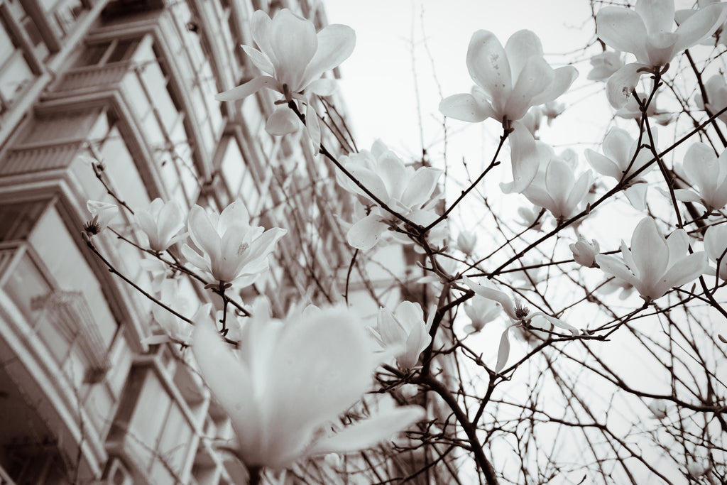Magnolia Streets, peel and stick wallpaper, soft magnolia blossoms reach across an urban backdrop, creating a serene blend