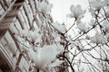 Magnolia Streets