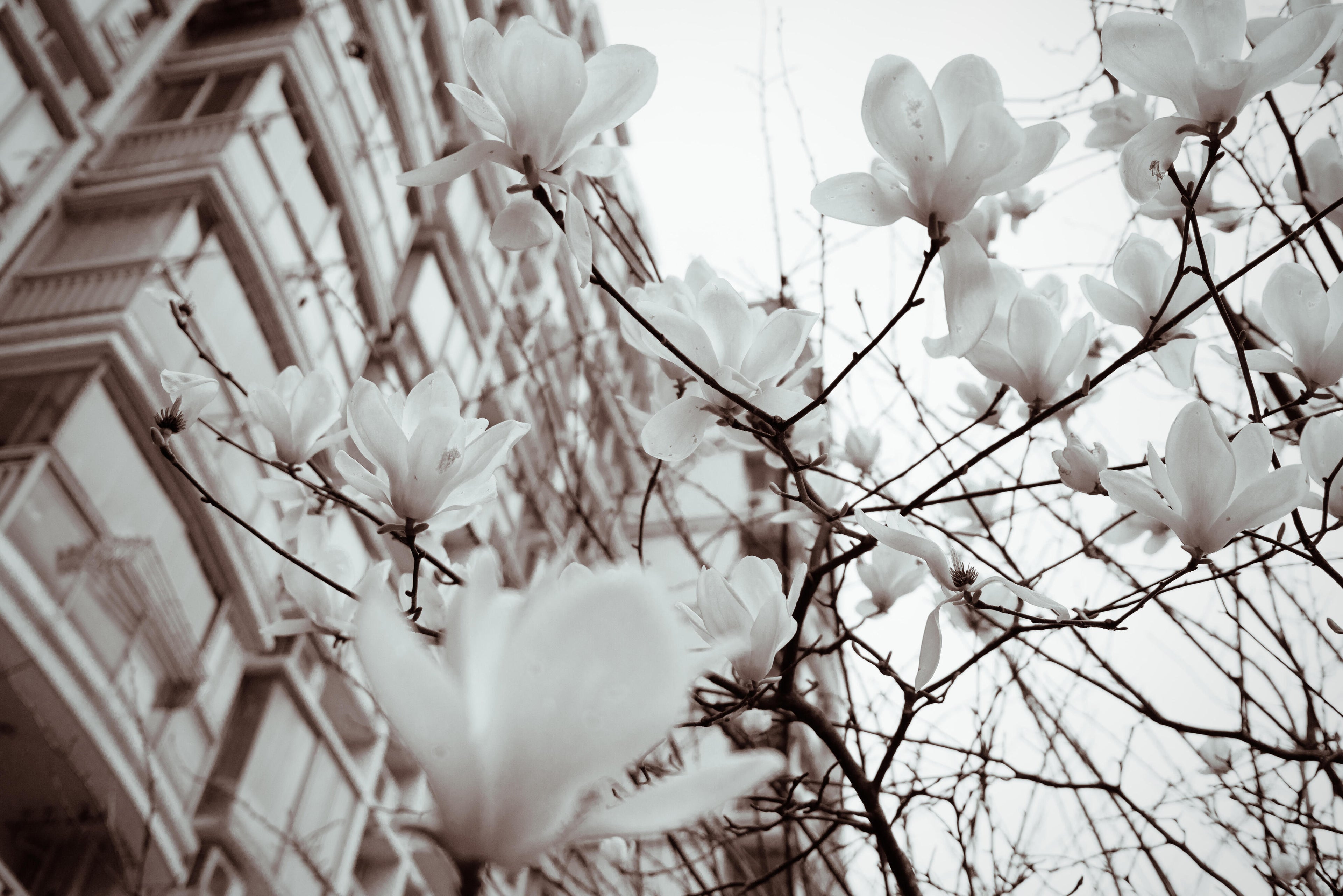 Magnolia Streets