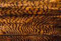 Burnished Grain
