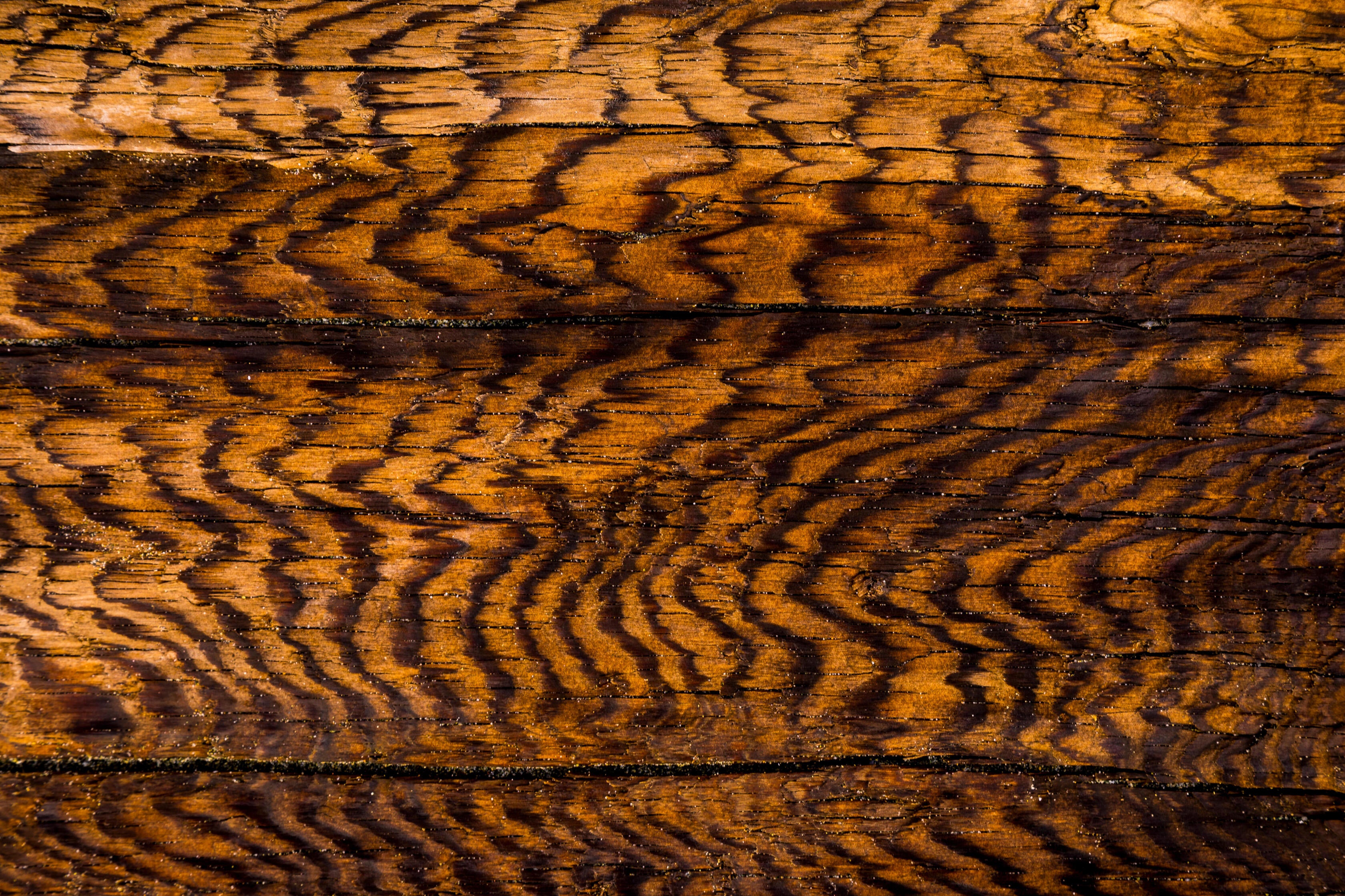 Burnished Grain