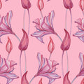 Blush Lilies