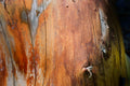 Aged Timber