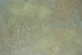 Olive Patina wallpaper with cracked olive plaster