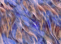Aurora Plume wallpaper with purple and blue feathers