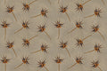 Dandelion Clock wallpaper with seed heads on taupe