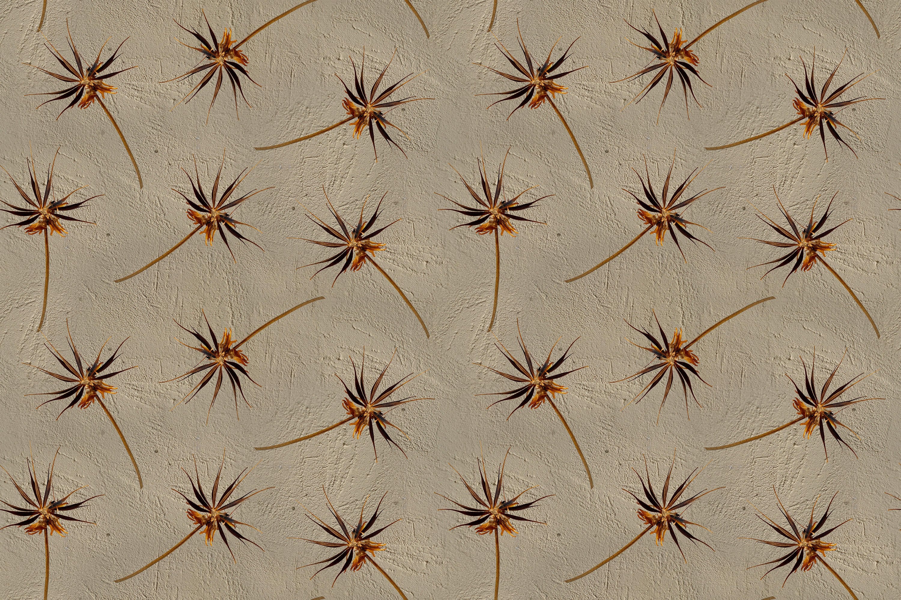 Dandelion Clock wallpaper with seed heads on taupe