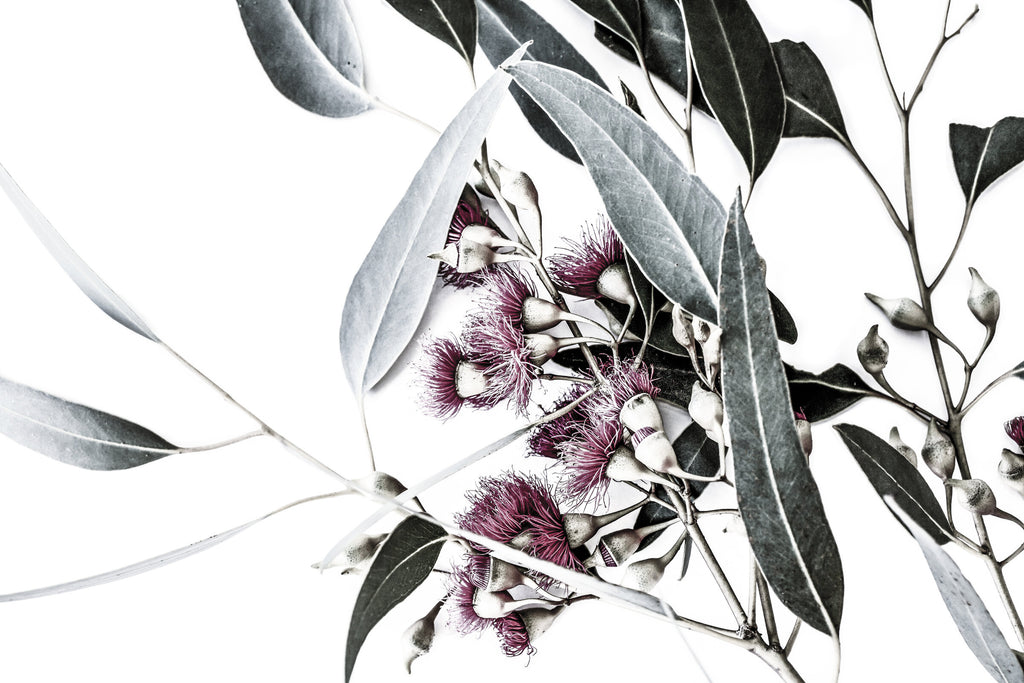 Pink Flowering Gum Mural by De-Anne Strange, wallpaper mural