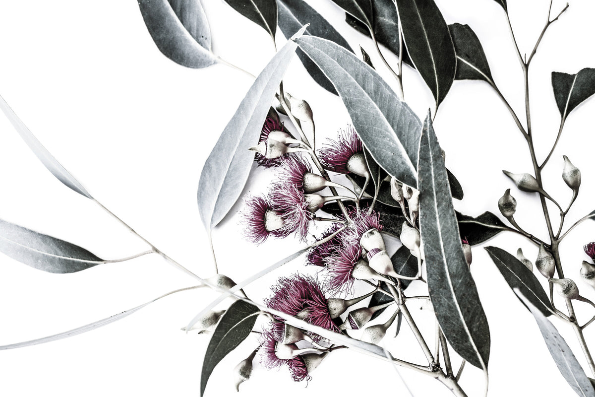 Pink Flowering Gum Mural by De-Anne Strange, wallpaper mural